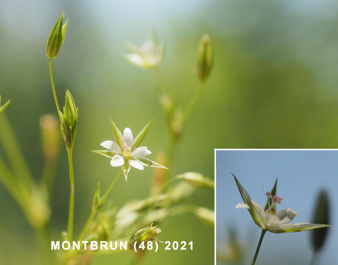 Sandwort, Fine-leaved flower